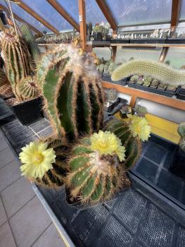 Notocactus warasi hellbraun